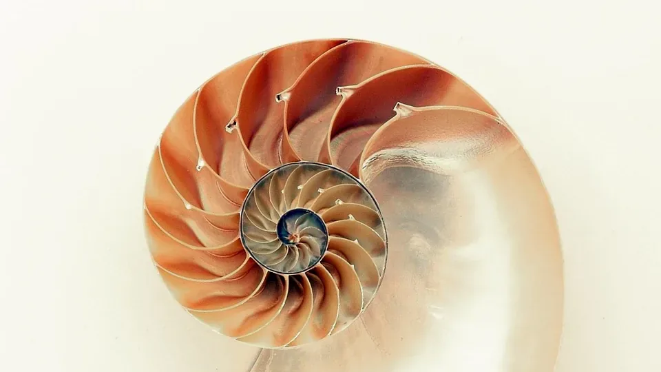 Nautilus, Shell, Shine